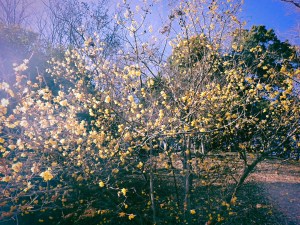 臘梅を見てゐて落伍者となれり、0km, 20260202