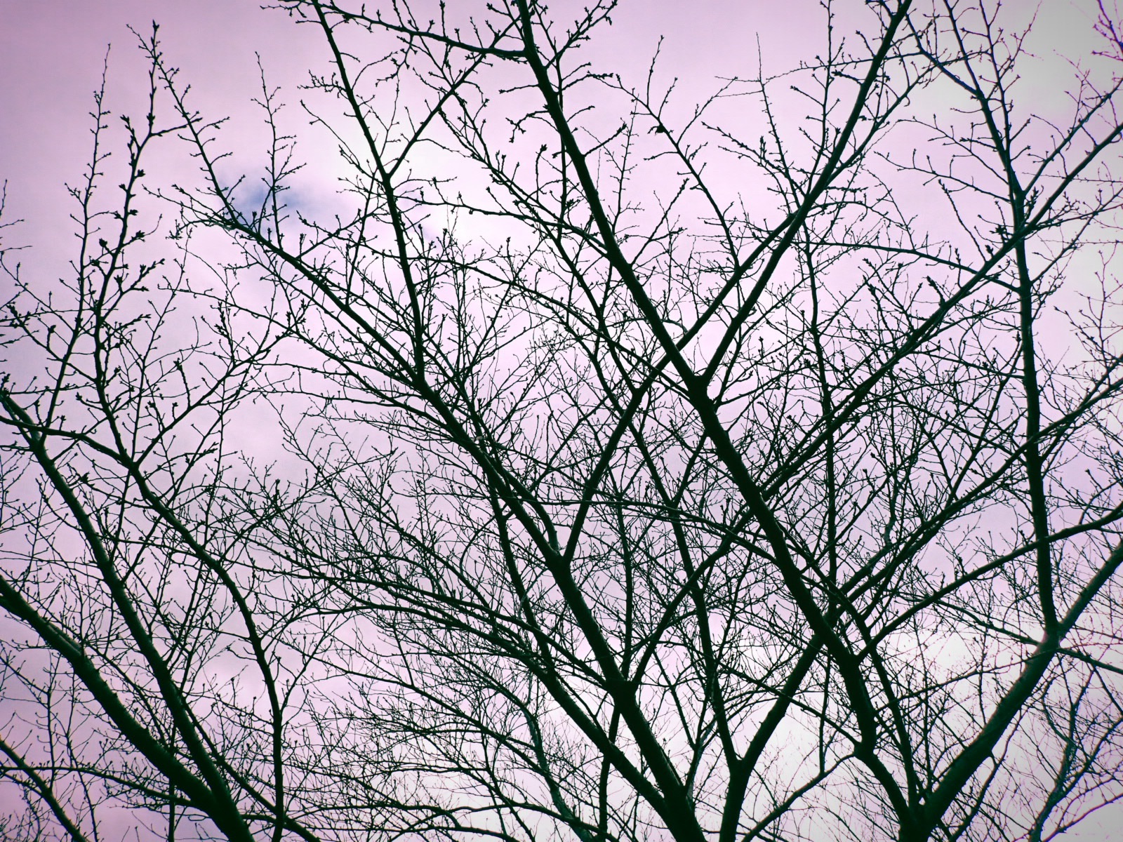 ぎしぎしとからだ伸ばして朧かな、8km, 20260217