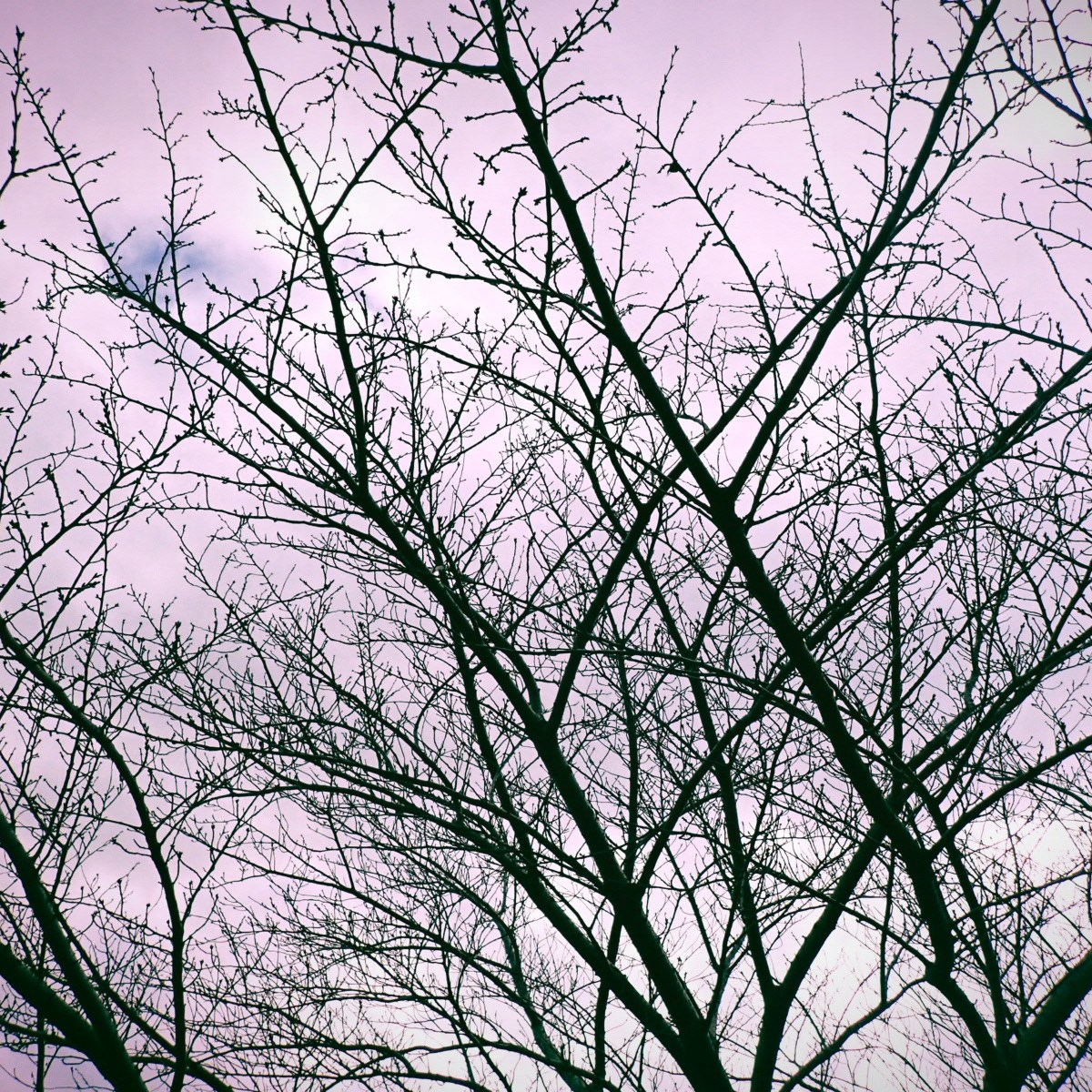 ぎしぎしとからだ伸ばして朧かな、8km, 20260217