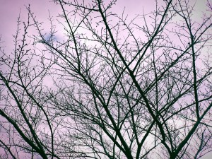 ぎしぎしとからだ伸ばして朧かな、8km, 20260217