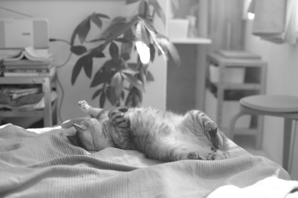 穴熊を踏み眠る猫二月来る、0km, 20260201