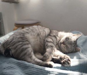 節分や今日までのこの暮らし誉む、0km, 20260203