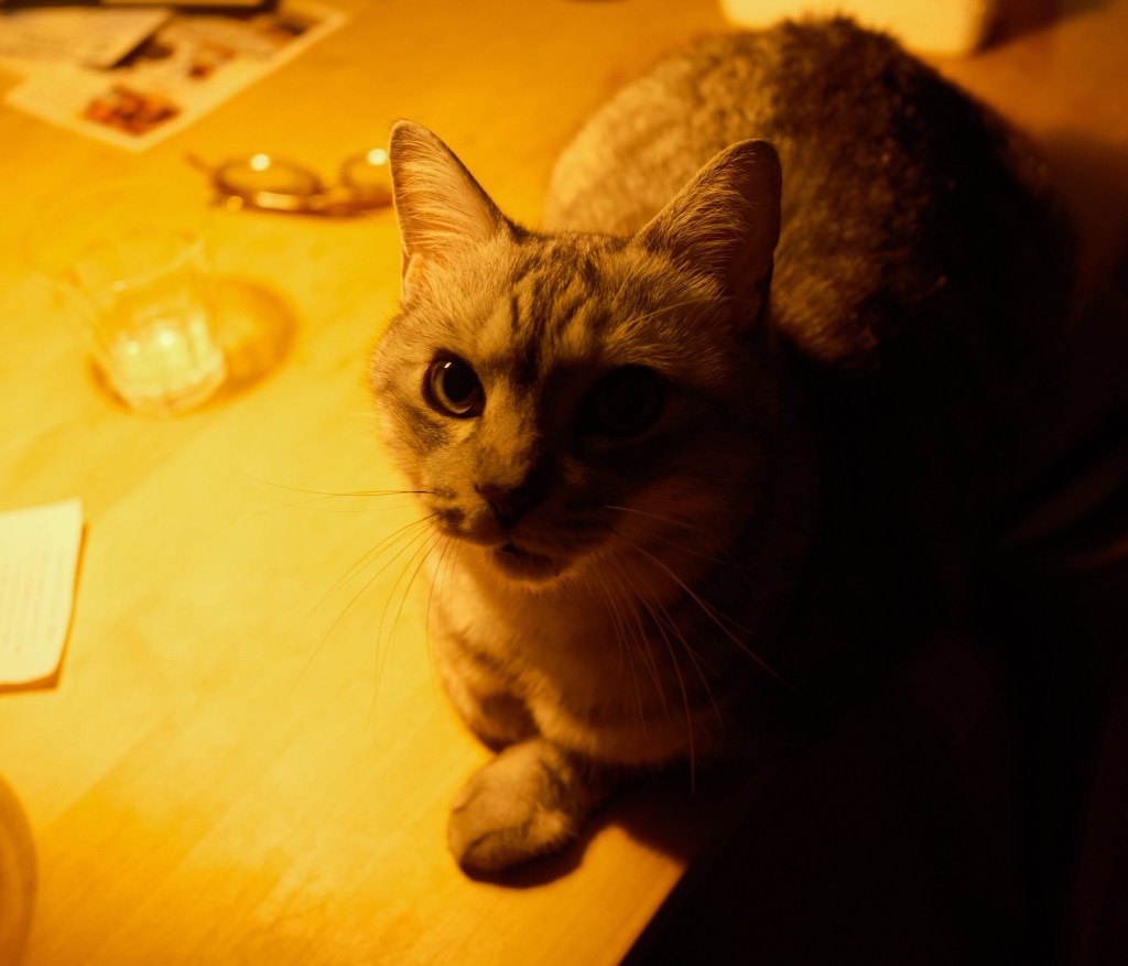 丘にゐてあまたのビルの街朧、11km, 20260210