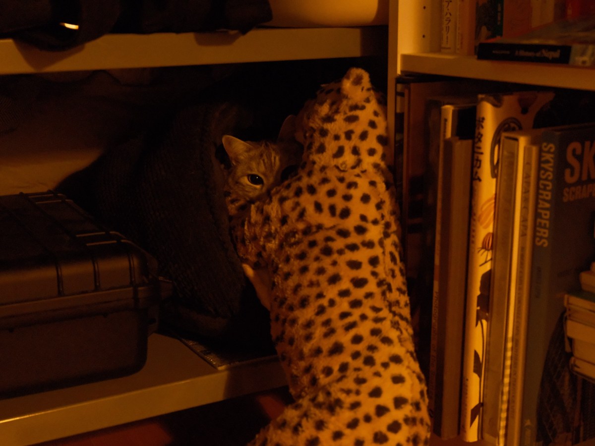 建国の日や島にをり英語読む、5km, 20260211