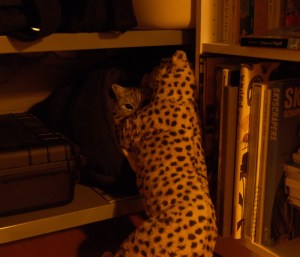 建国の日や島にをり英語読む、5km, 20260211