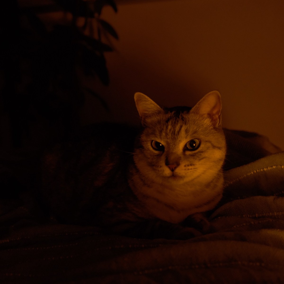 春寒やパフェ食ふ人のよまいごと、0km, 20260213