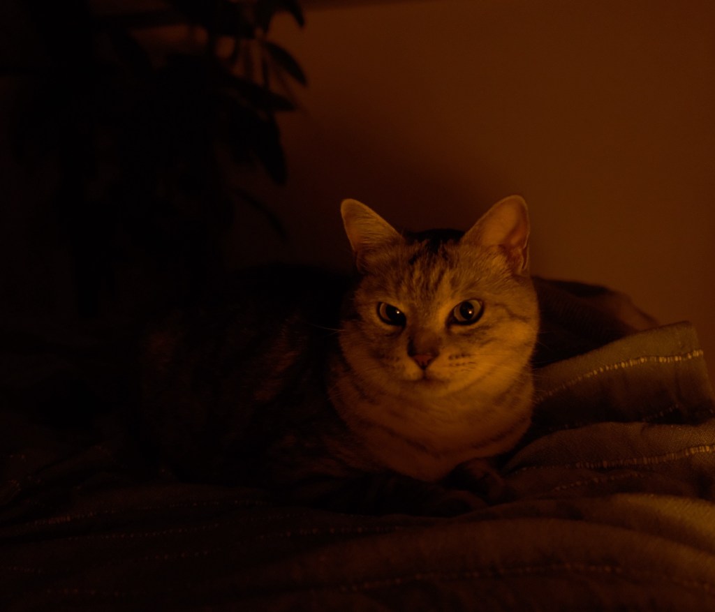 春寒やパフェ食ふ人のよまいごと、0km, 20260213