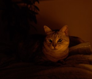 春寒やパフェ食ふ人のよまいごと、0km, 20260213