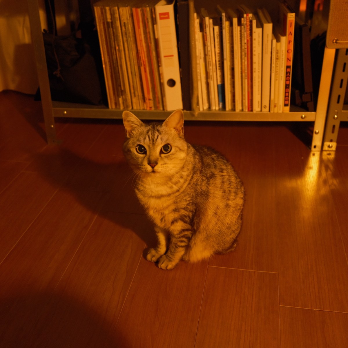 家にゐてラジオ楽しき春の闇、0km, 20260216