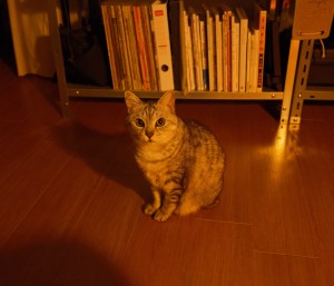 家にゐてラジオ楽しき春の闇、0km, 20260216