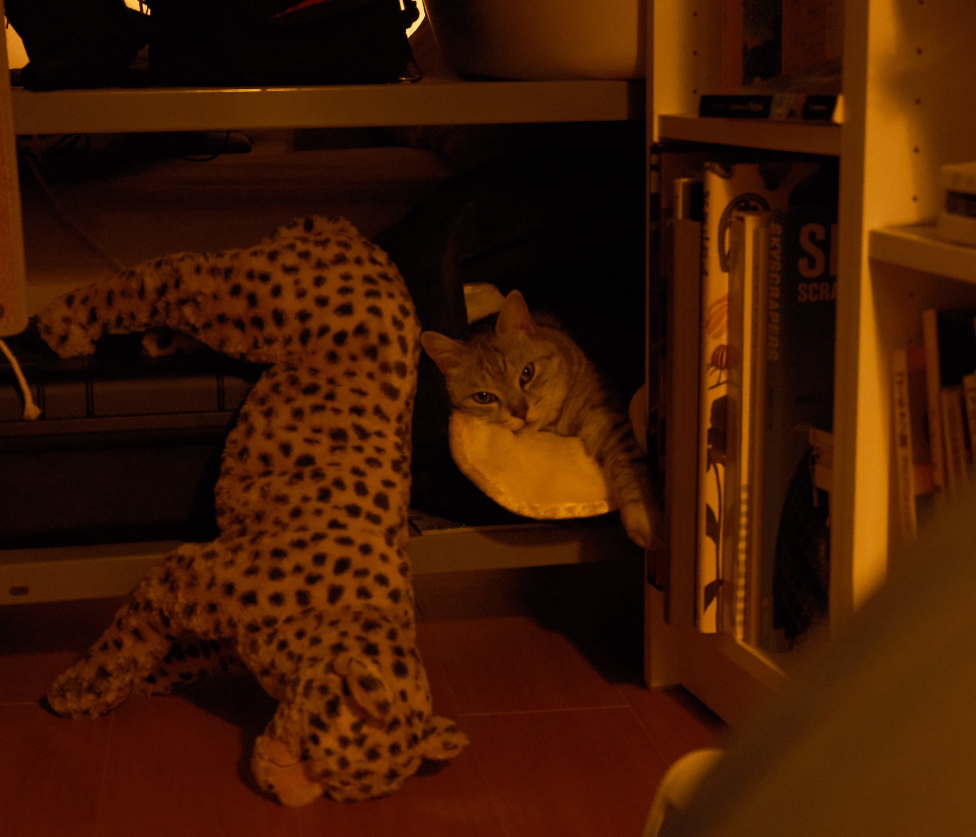 ねじ伏せて歓喜の人や冬五輪、0km, 20260220