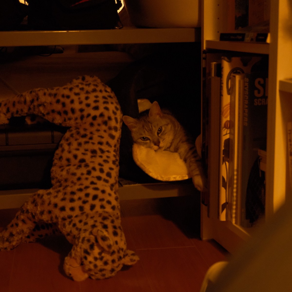 ねじ伏せて歓喜の人や冬五輪、0km, 20260220