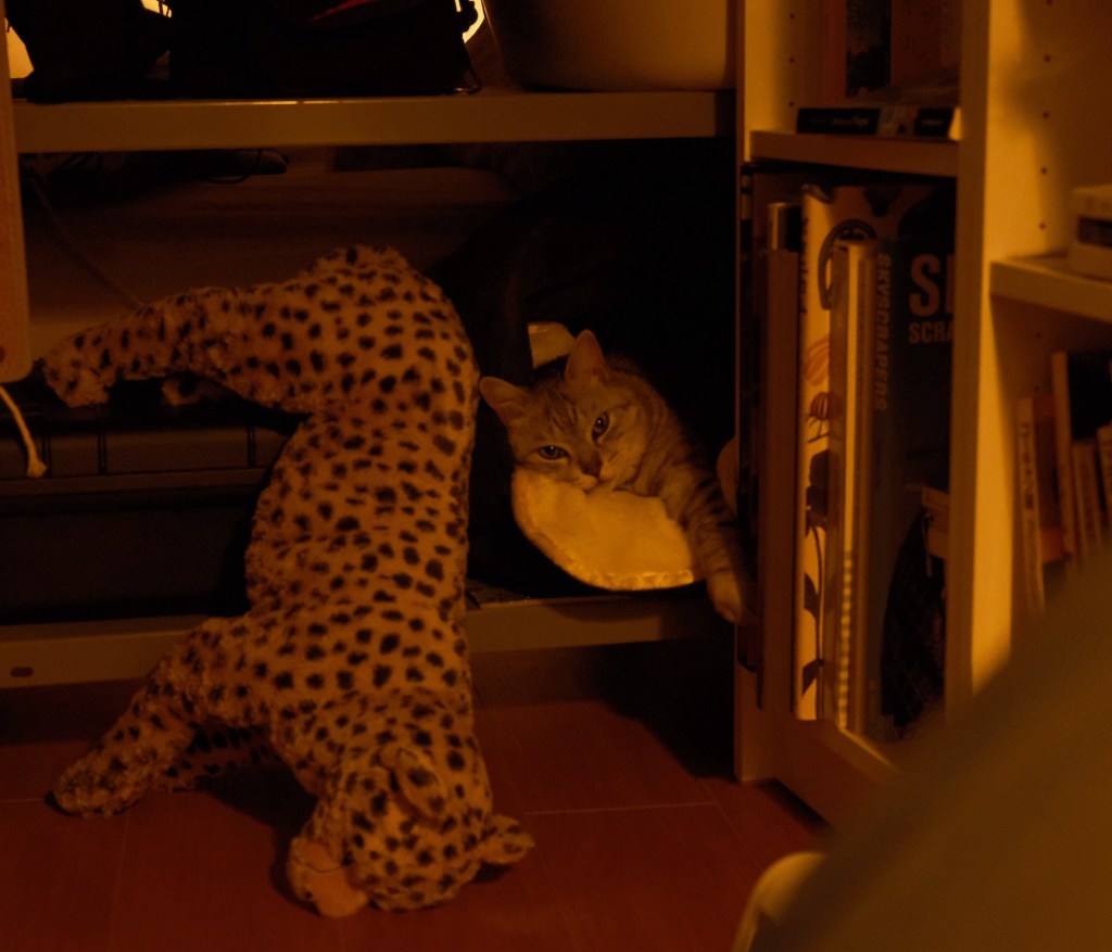 ねじ伏せて歓喜の人や冬五輪、0km, 20260220