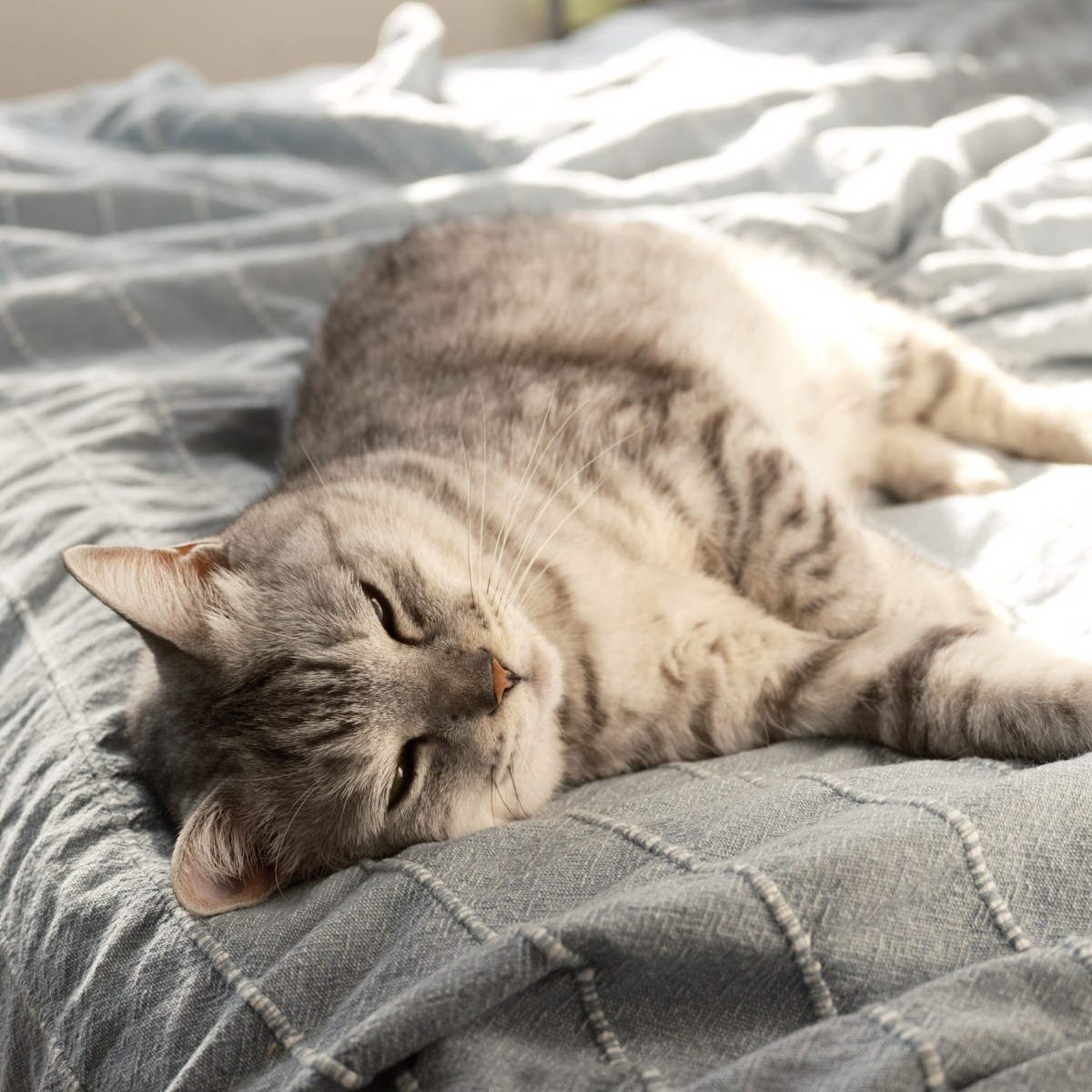 春風に押されて走るうれしさよ、8km, 20260222