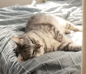 春風に押されて走るうれしさよ、8km, 20260222