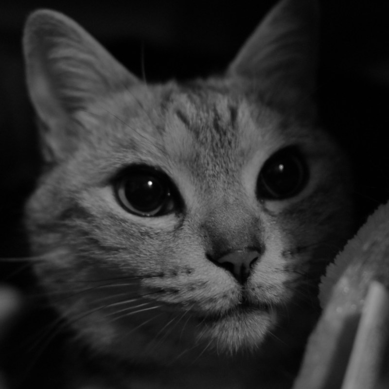 里山を洗ひ流せよ春の雨、0km, 20260225