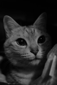 里山を洗ひ流せよ春の雨、0km, 20260225