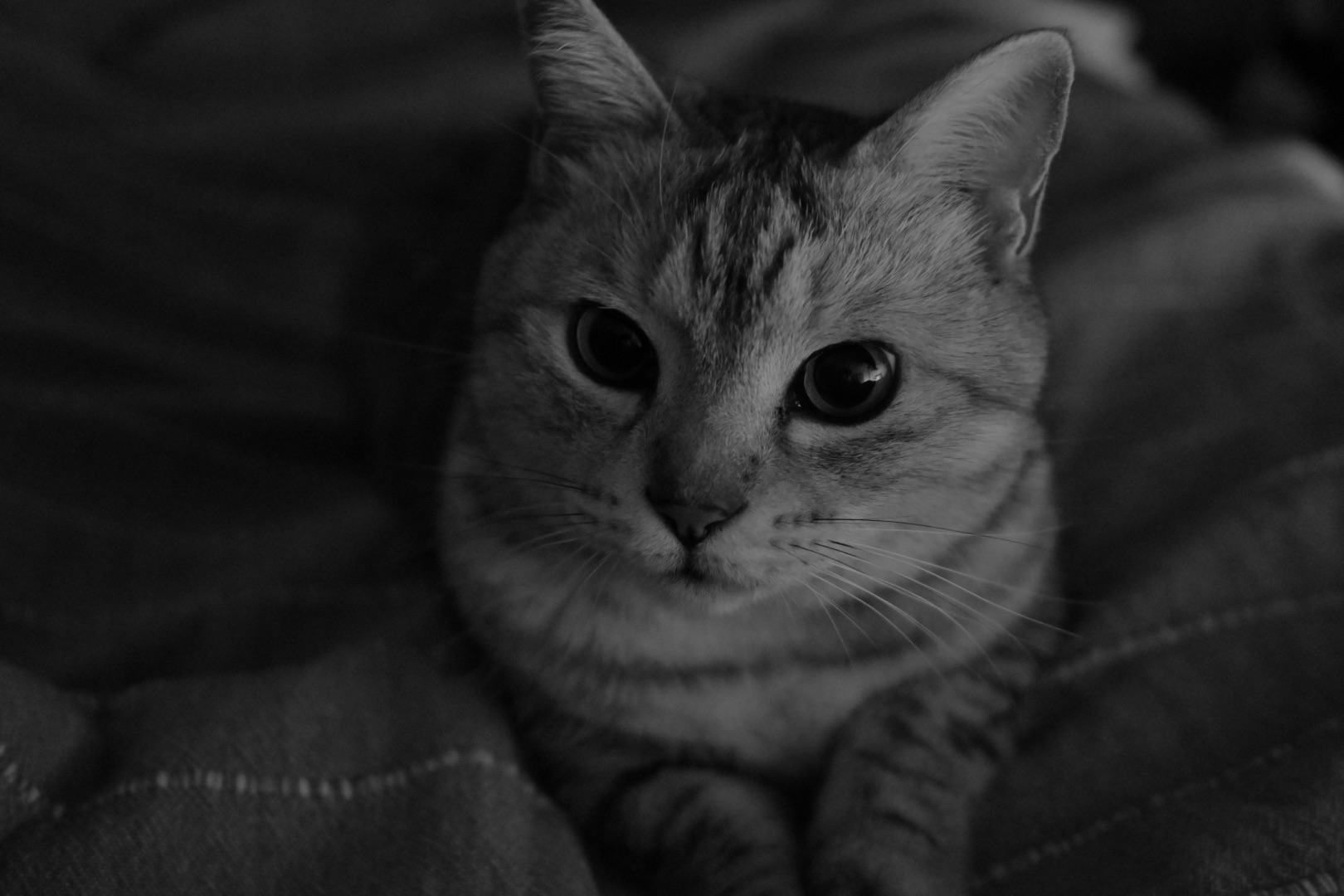 驚きて猫飛び跳ねる春浅し、20km, 20260226