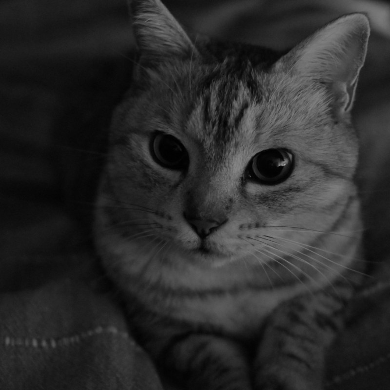 驚きて猫飛び跳ねる春浅し、20km, 20260226