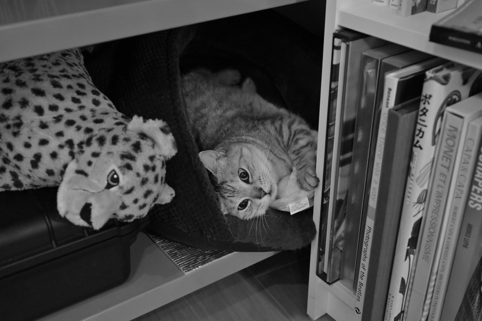 春宵に生の気配やからだ解く、8km, 20260227