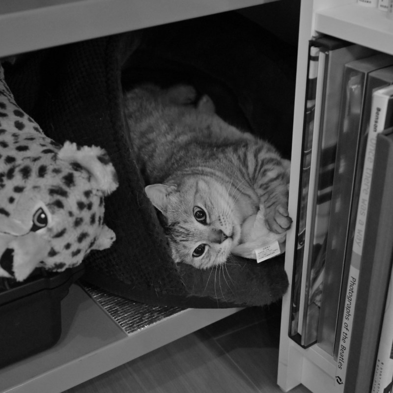 春宵に生の気配やからだ解く、8km, 20260227