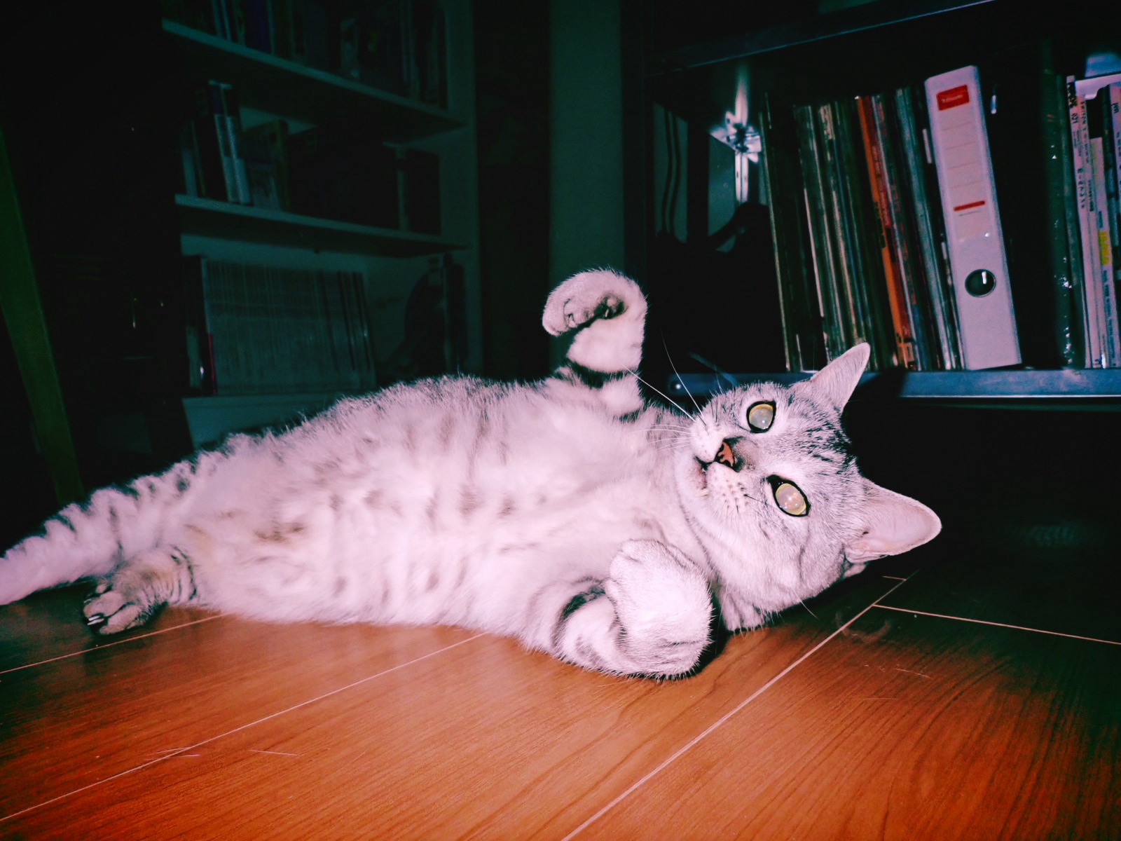 冴返る月の反射や真夜の多摩、5km, 20260304