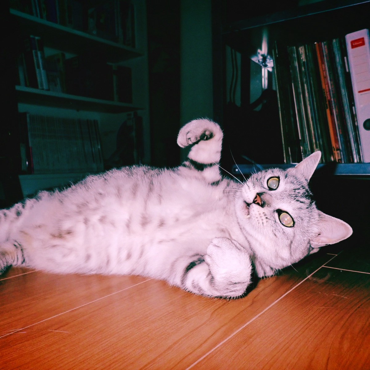 冴返る月の反射や真夜の多摩、5km, 20260304