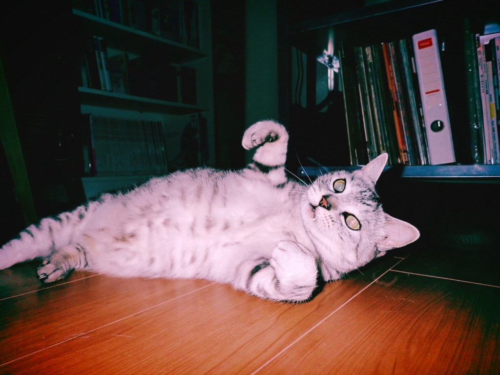 冴返る月の反射や真夜の多摩、5km, 20260304