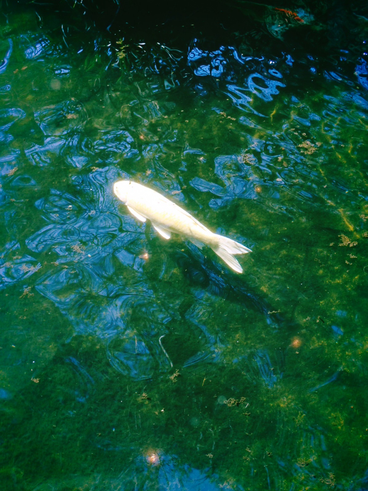 仲春やさまよふ路地に子のたむろ、6km, 20260305