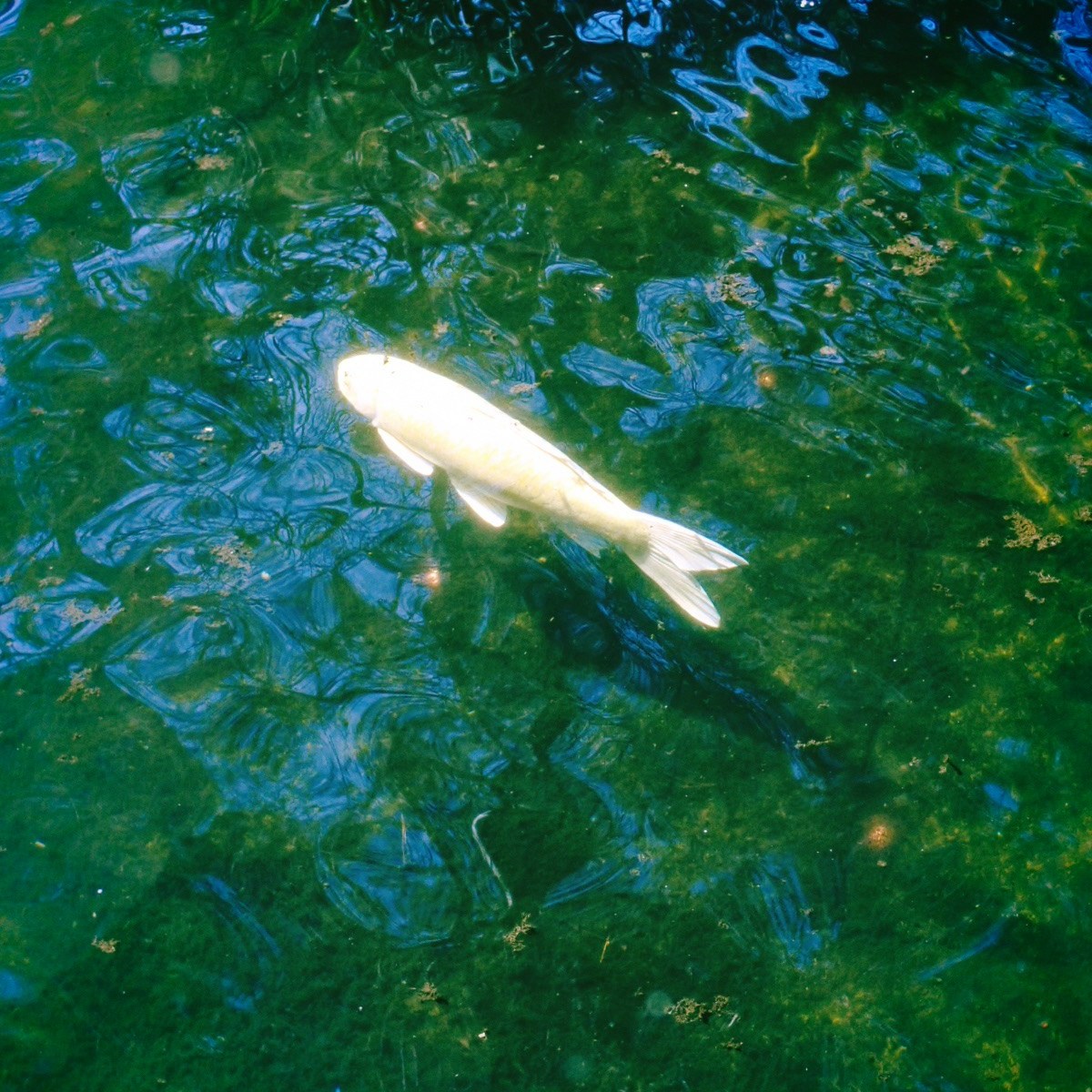 仲春やさまよふ路地に子のたむろ、6km, 20260305