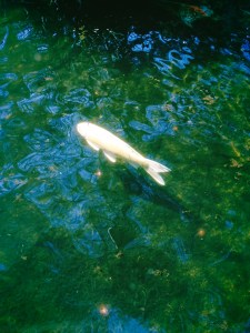 仲春やさまよふ路地に子のたむろ、6km, 20260305