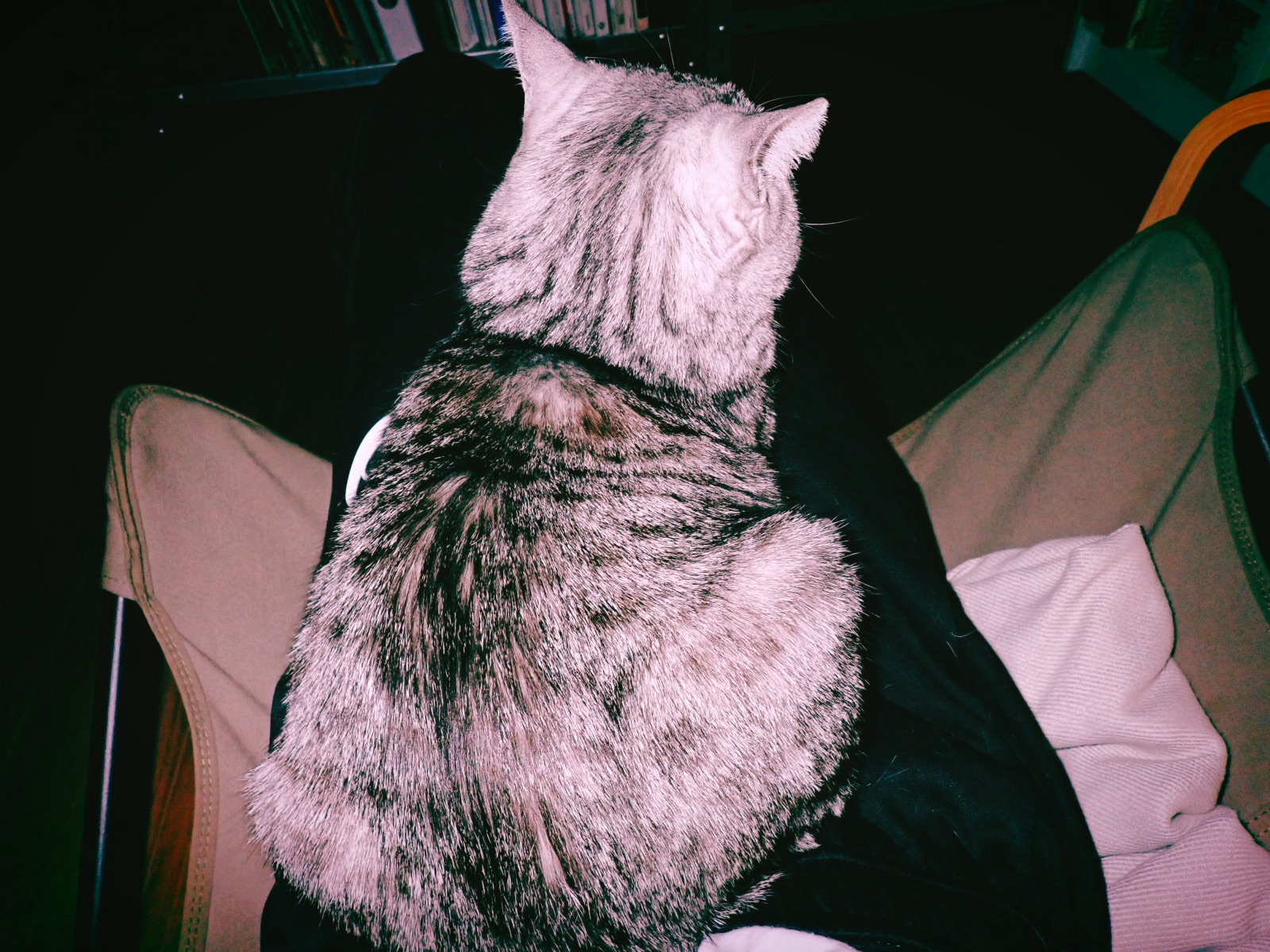 朝寝して水木しげるの夢を見る、2km, 20260309