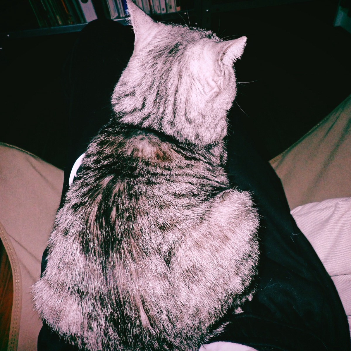 朝寝して水木しげるの夢を見る、2km, 20260309