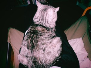 朝寝して水木しげるの夢を見る、2km, 20260309