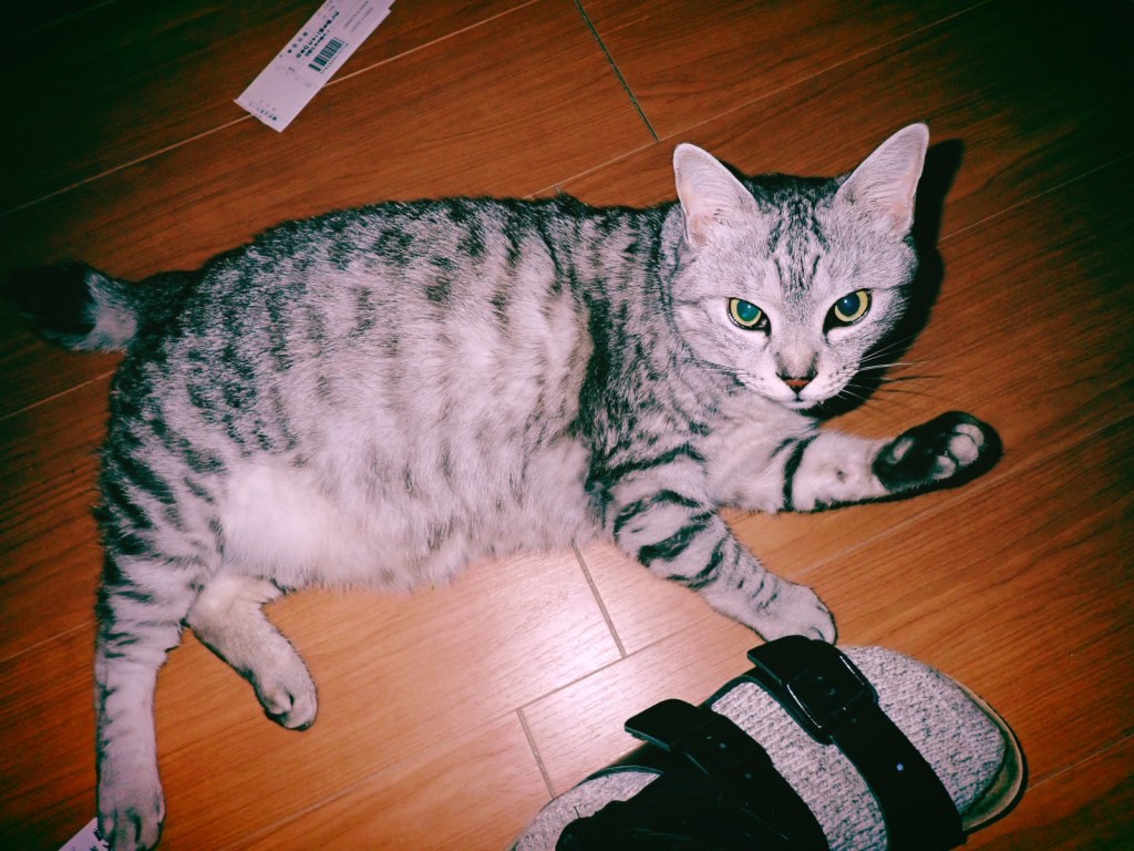 駘蕩は猫に仕へることをいふ、0km, 20260315