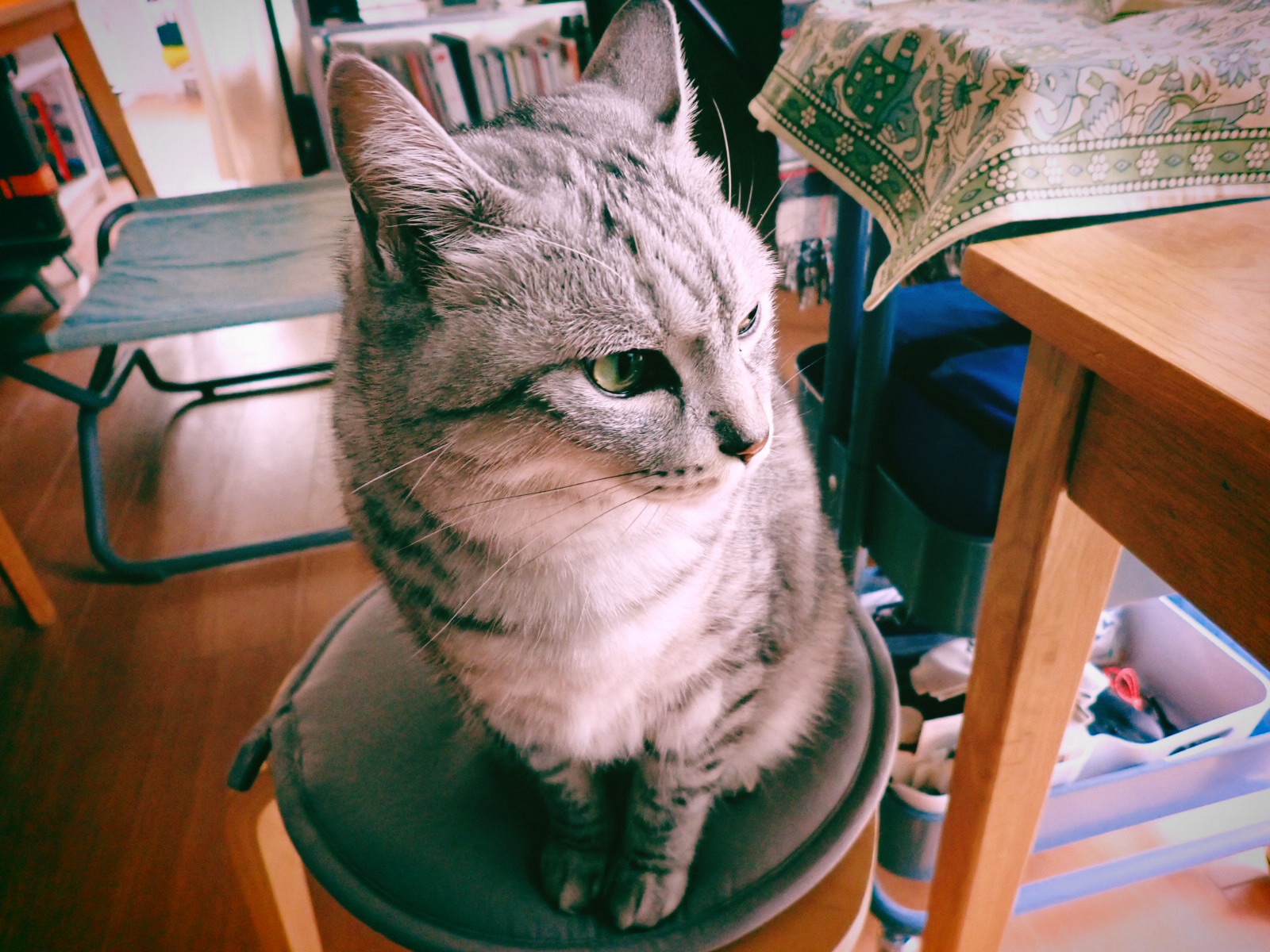 菜の花を茹でて鎮まるパトスなり、3km, 20260316