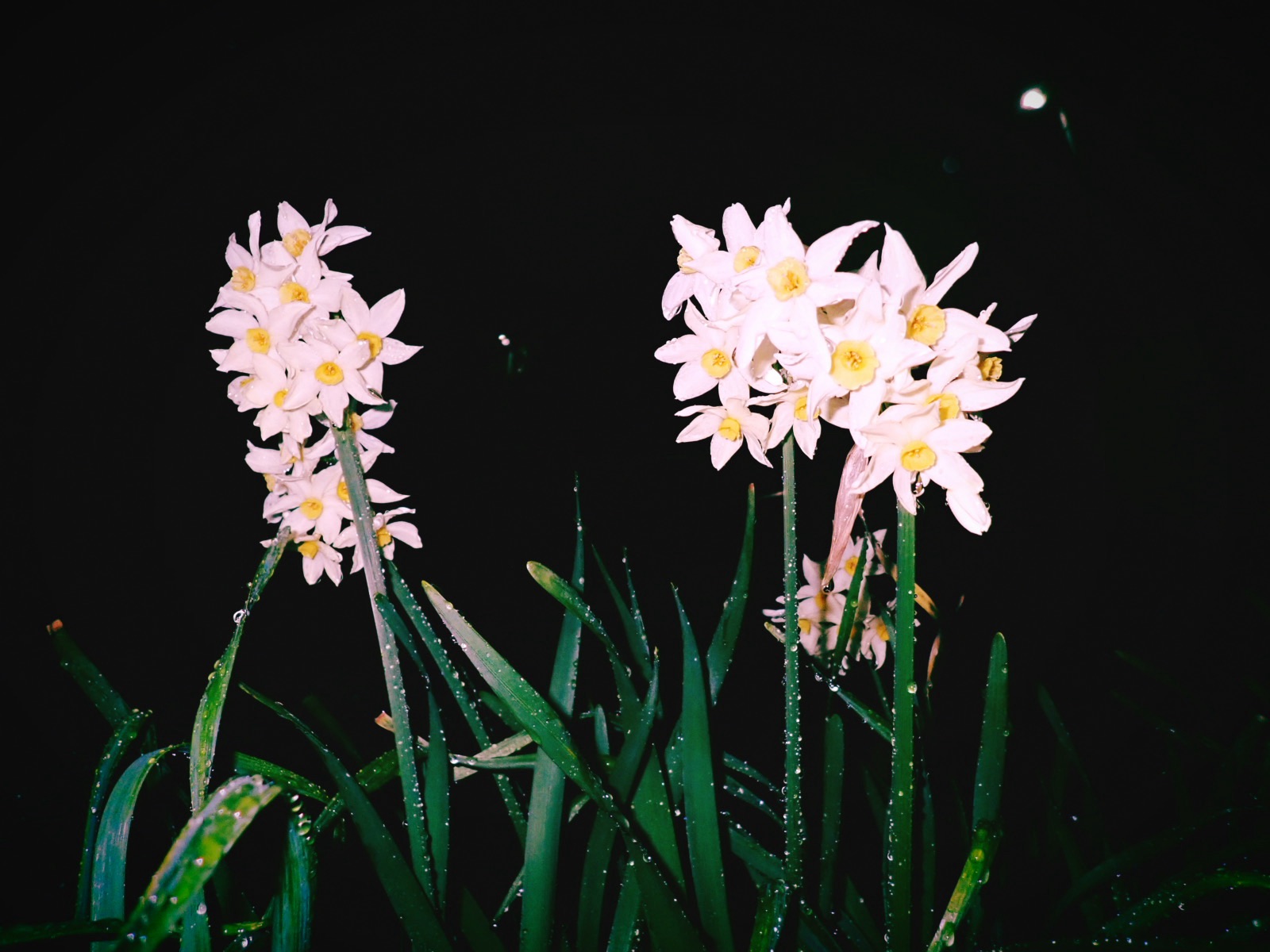 花の雨白髪も多く思はるる、0km, 20260325