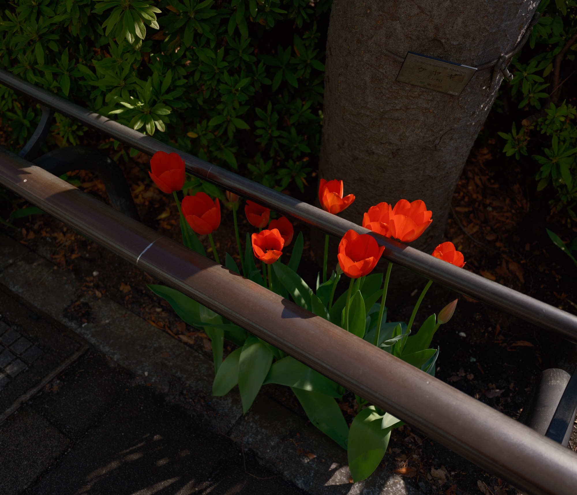 外国のやうな香りやチューリップ、0km, 20260323