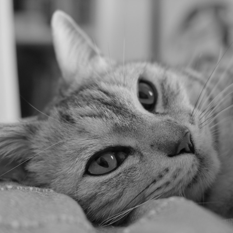 春眠に抗ひがたき眠気あり、0km, 20260228