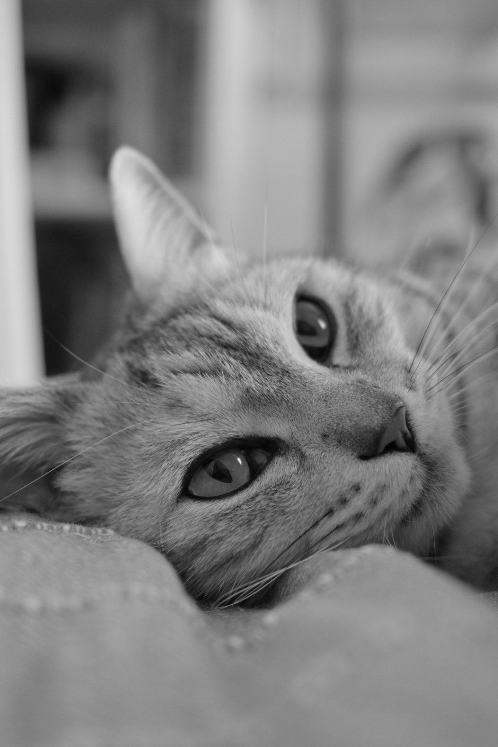 春眠に抗ひがたき眠気あり、0km, 20260228