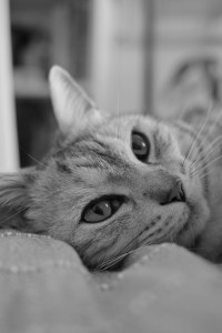 春眠に抗ひがたき眠気あり、0km, 20260228