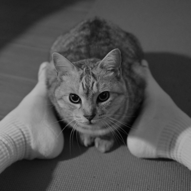 家路には雛の灯ありて夜の雨、0km, 20260303