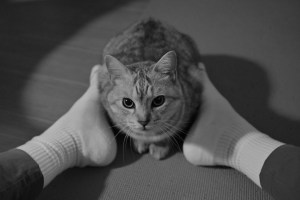 家路には雛の灯ありて夜の雨、0km, 20260303