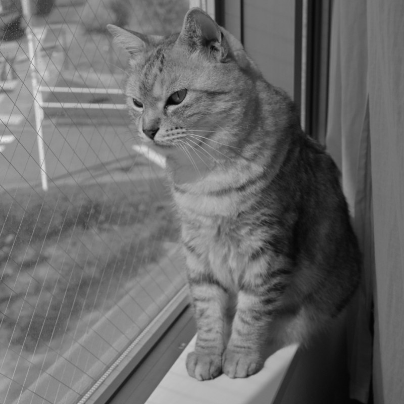 春の昼教壇に立つ珍事かな、0km, 20260307