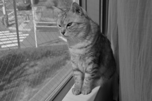 春の昼教壇に立つ珍事かな、0km, 20260307