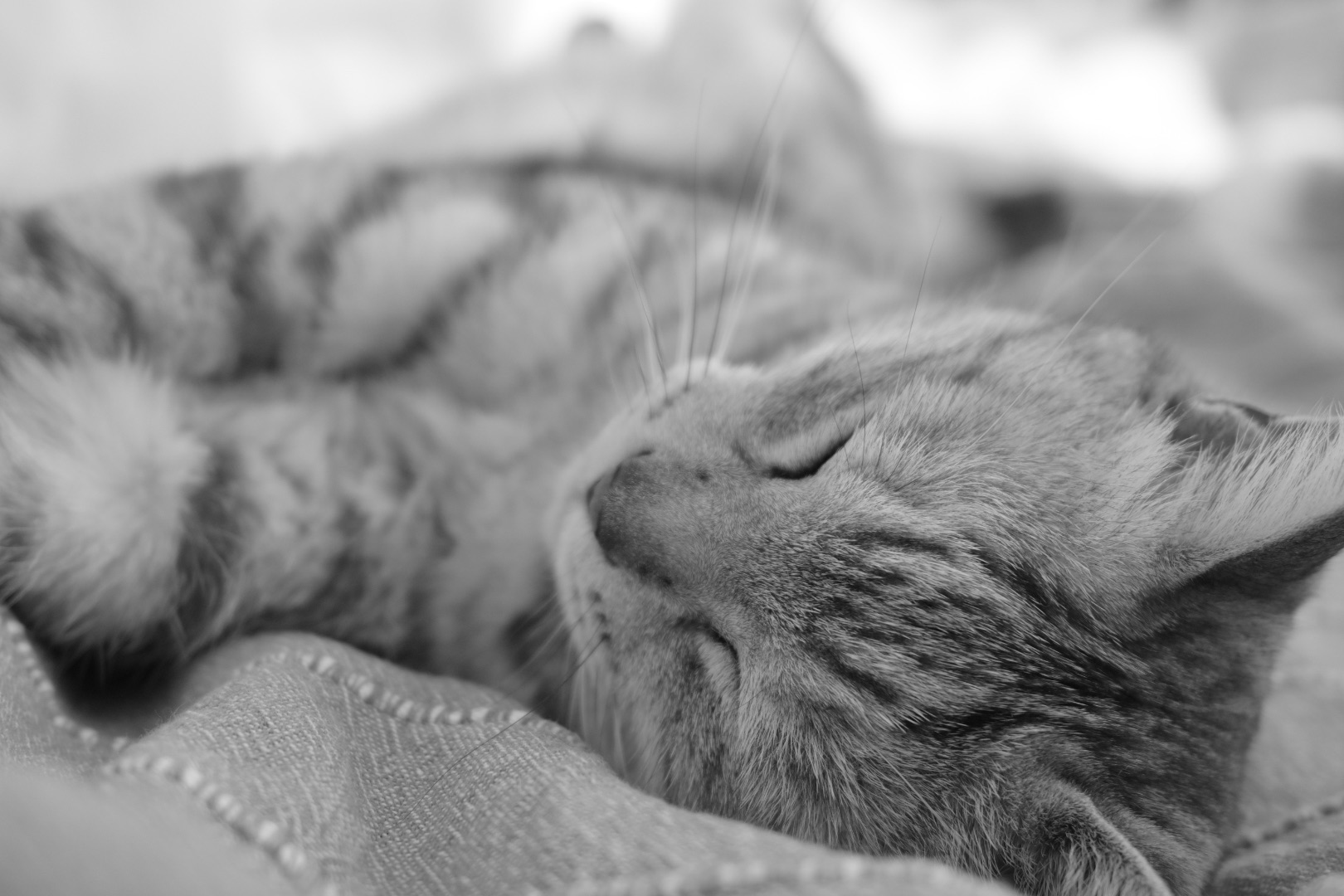 猫とわれ眠る努めや春愁ひ、0km, 20260308