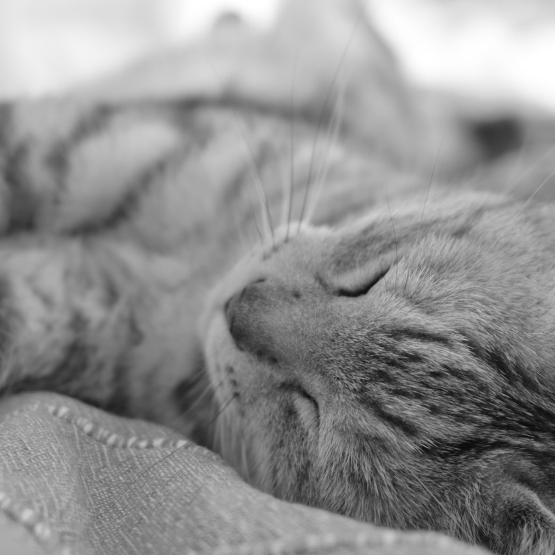 猫とわれ眠る努めや春愁ひ、0km, 20260308