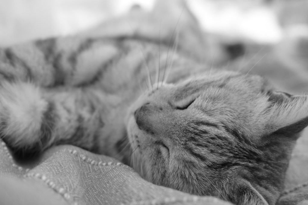 猫とわれ眠る努めや春愁ひ、0km, 20260308