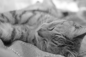 猫とわれ眠る努めや春愁ひ、0km, 20260308