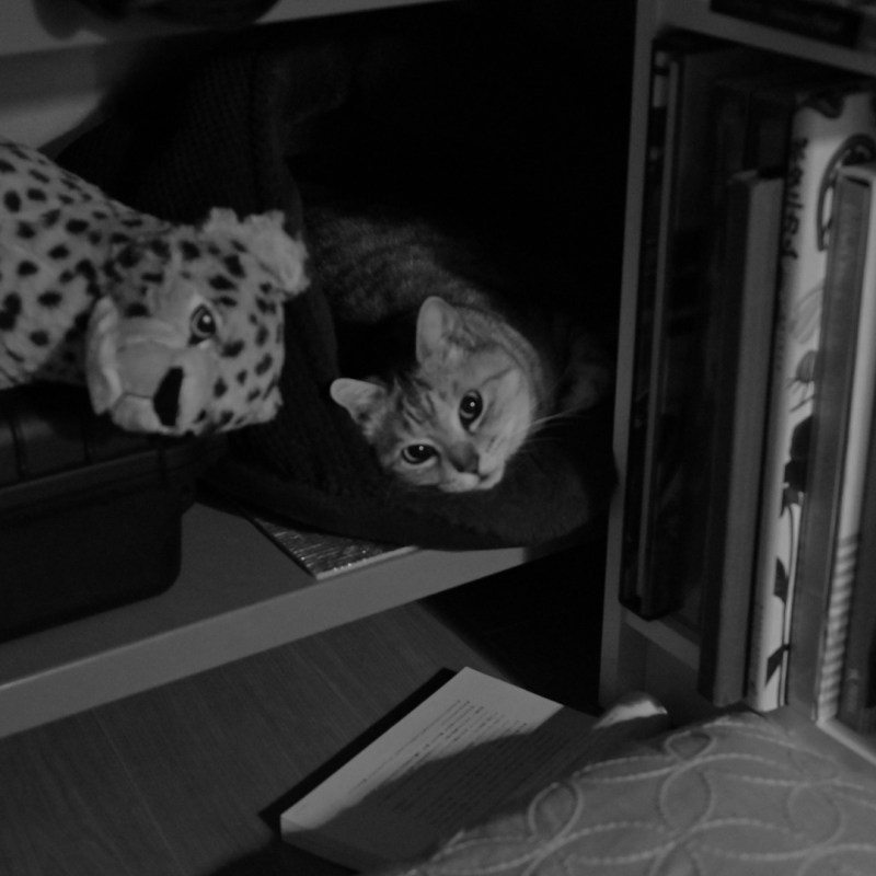 和声にも人の個性や春の雪、5km, 20260310